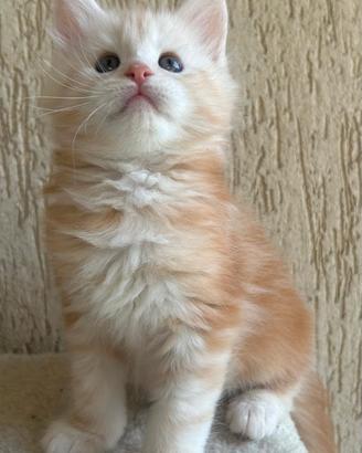 Maine Coon