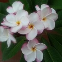 plumeria pianta