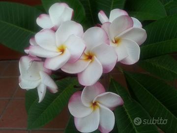 plumeria pianta