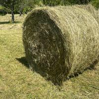 Fieno in ballette e balloni