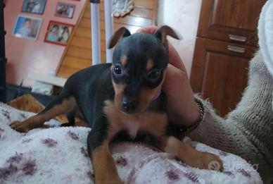 Pinscher