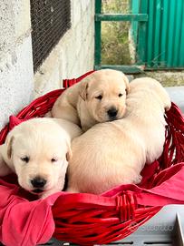 Cucciola di Labrador