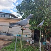 Piccini addestrati per la caccia al colombaccio