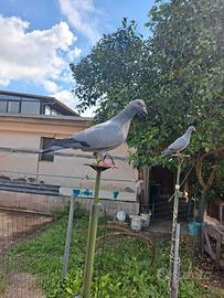 Piccini addestrati per la caccia al colombaccio