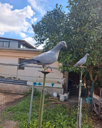 Piccini addestrati per la caccia al colombaccio