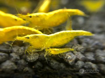 Caridine yellow fire acquario