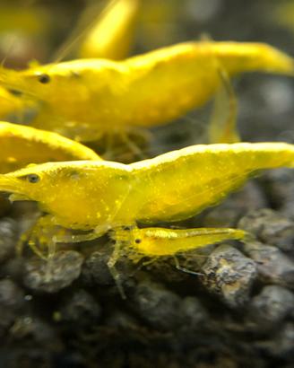 Caridine yellow fire acquario