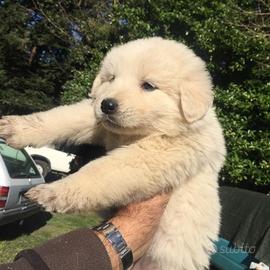 Cuccioli pastore maremmano