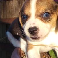 Cuccioli Beagle Tricolore