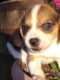 Cuccioli Beagle Tricolore
