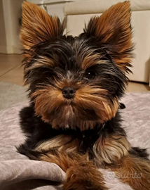 Yorkshire maschio disponibile per monta