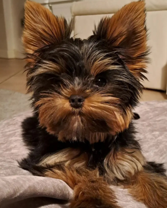 Yorkshire maschio disponibile per monta