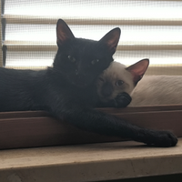 Gattina siamese con la sua mamma