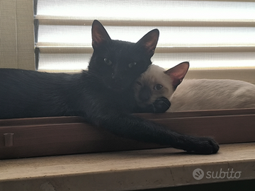 Gattina siamese con la sua mamma