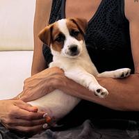 Cucciola jack russell alta genalogia