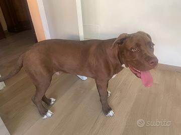 Cucciolo di 6 mesi pitbull