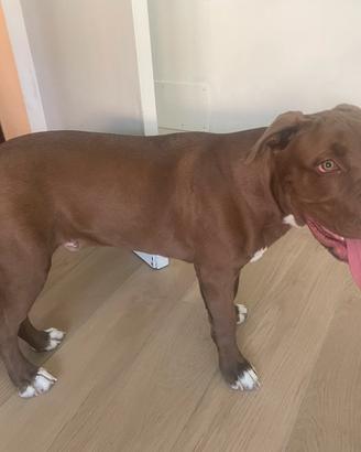 Cucciolo di 6 mesi pitbull