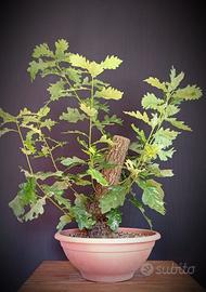 Quercia Rovere (Quercus petraea)