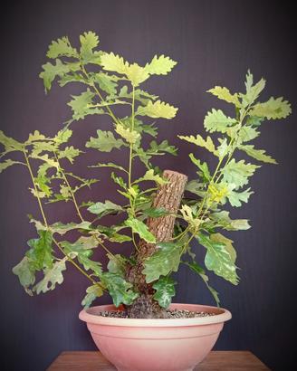 Quercia Rovere (Quercus petraea)