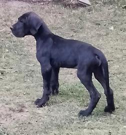 Alano nero cuccioli