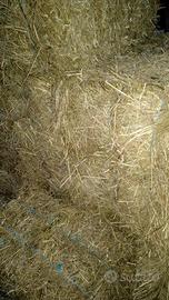 Fieno x conigli asini e cavalli