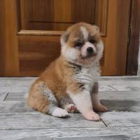 Cuccioli di Akita LOMBARDIA