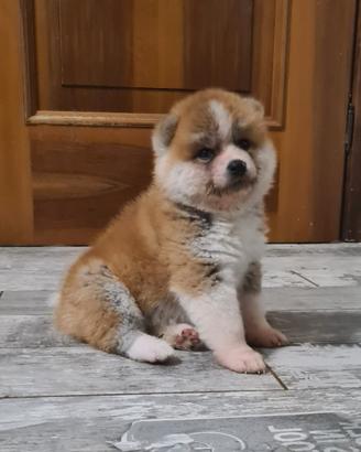 Cuccioli di Akita LOMBARDIA