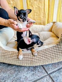 cucciolo chihuahua 