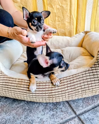 cucciolo chihuahua 