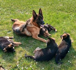 Cuccioli pastore tedesco