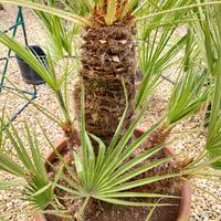 Palma nana, . Chamaerops hum. vaso cm 60 H110 tot.