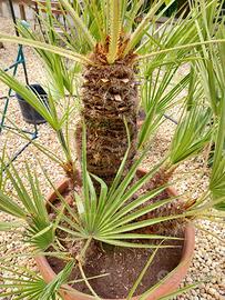 Palma nana, . Chamaerops hum. vaso cm 60 H110 tot.