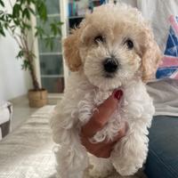 Barboncino femmina bianco/champagne