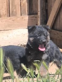 Cuccioli di pastore tedesco