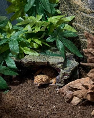 Regali geco Leopardino femmina