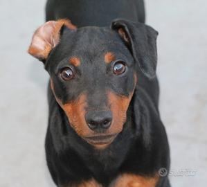 Zwergpinscher pinscher nano