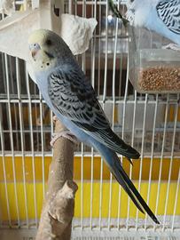 Cocorite