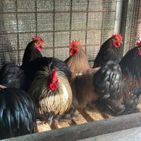 Maschi di cocincina puri