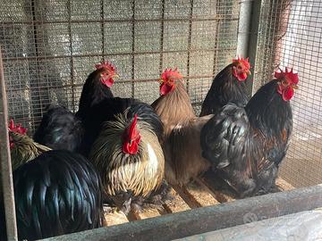 Maschi di cocincina puri