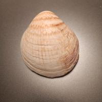 conchiglia 