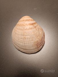conchiglia 