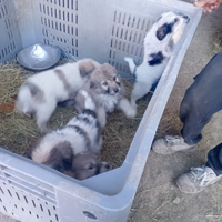 Cucciolo taglia grande