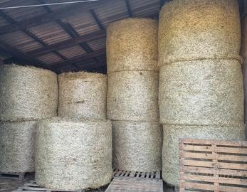 Fieno di loietto anno 2025