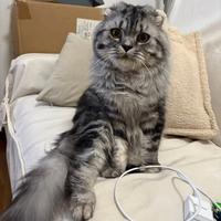 Fidanzata per accoppiamento