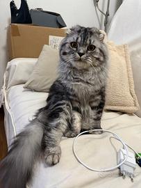 Fidanzata per accoppiamento