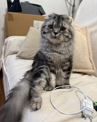 Fidanzata per accoppiamento