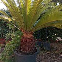 cycas  