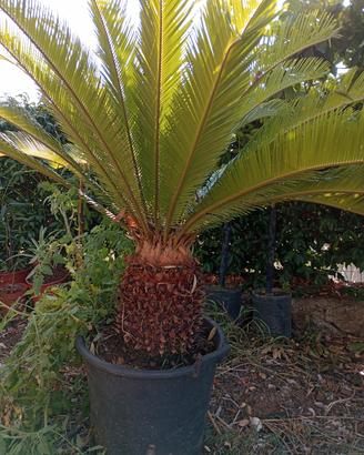 cycas  