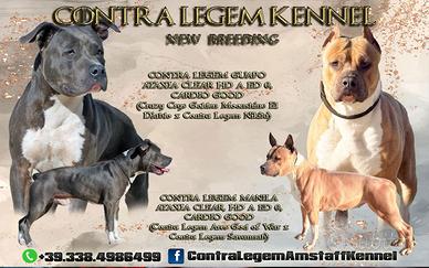 Cucciola femmina amstaff blu disponibile