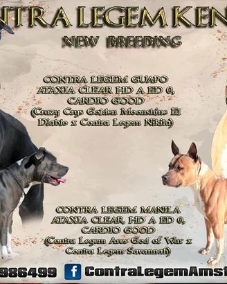Cucciola femmina amstaff blu disponibile